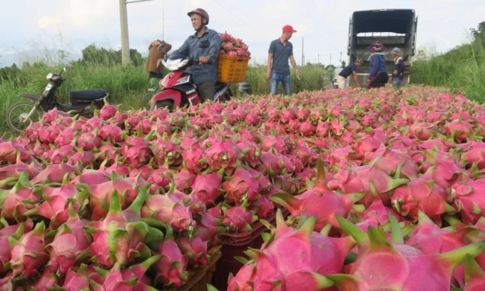Farmers harvest dragon fruits in the central province of Binh Thuan in February 2020. Photo by VnExpress/Viet Quoc
