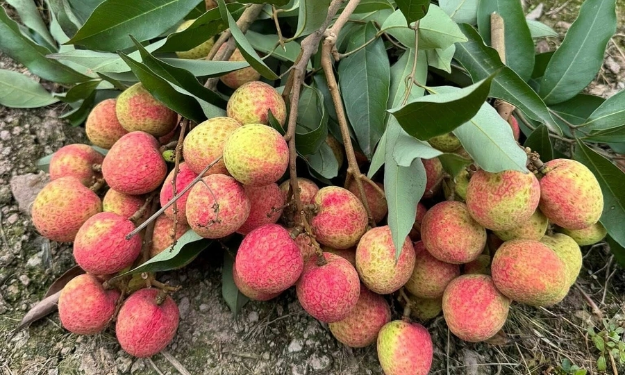 Lychee Price Surge: Implications for Investors and Expats in Thailand and Beyond