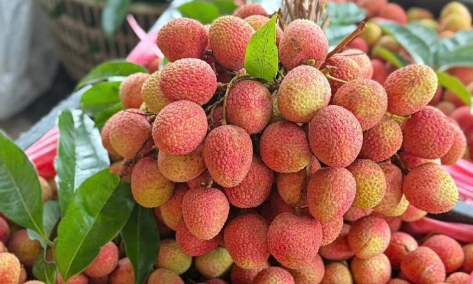 Lychees in northern Vietnam. Photo from a lychee wholesale market