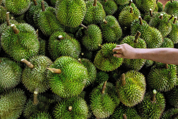 A worker piles freshly harvested durians at an orchard in Chumphon, Thailand, Sept. 18, 2023. Photo by Xinhua via AFP
