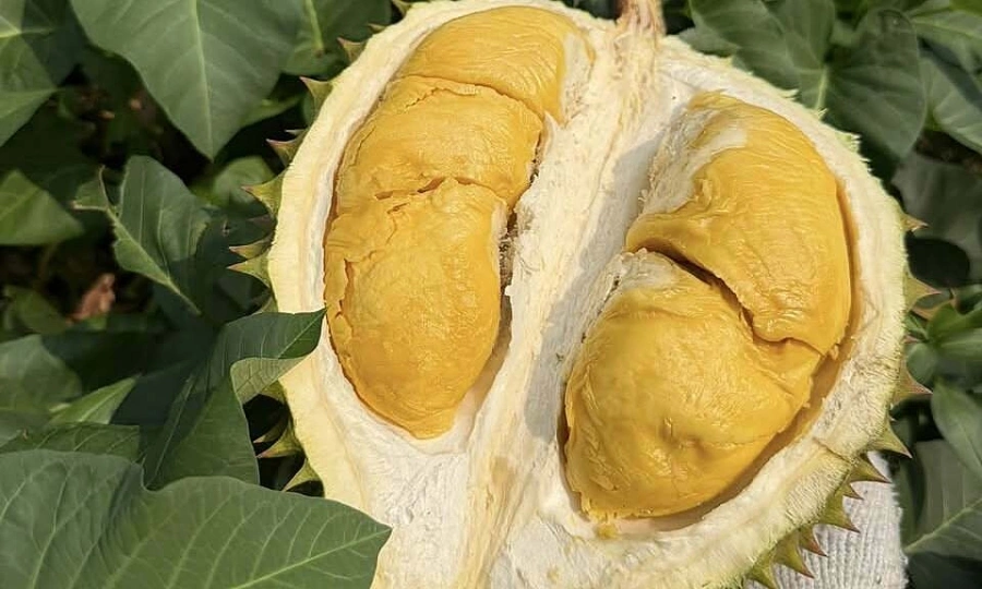 Vietnam’s Fruit Price Slump: Implications for Expats and Investors