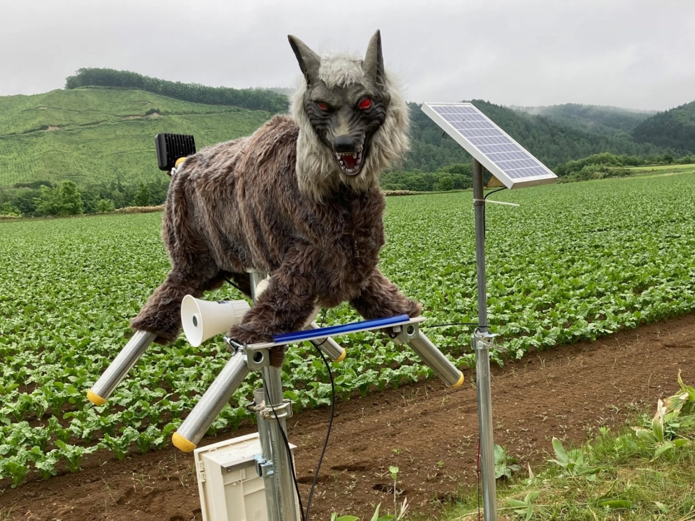 Japan 'robot wolves' in high demand to scare off bears - VnExpress International