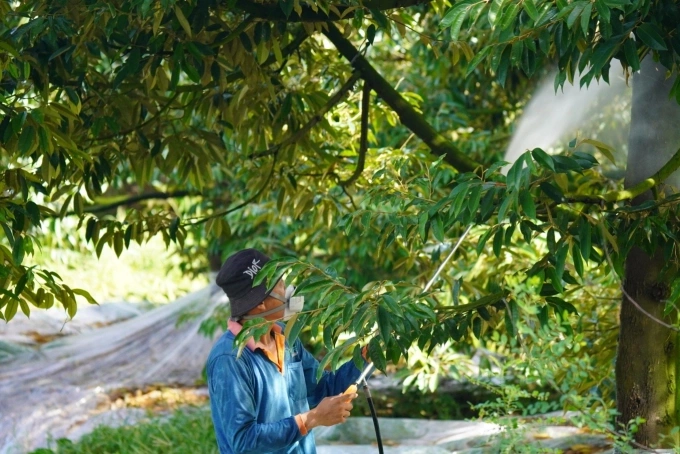 Loopholes leave durians vulnerable to banned chemical residues, hitting billion-dollar industry 3 A farmer sprays pesticides on durian trees. Photo by VnExpress/Ngoc Tai