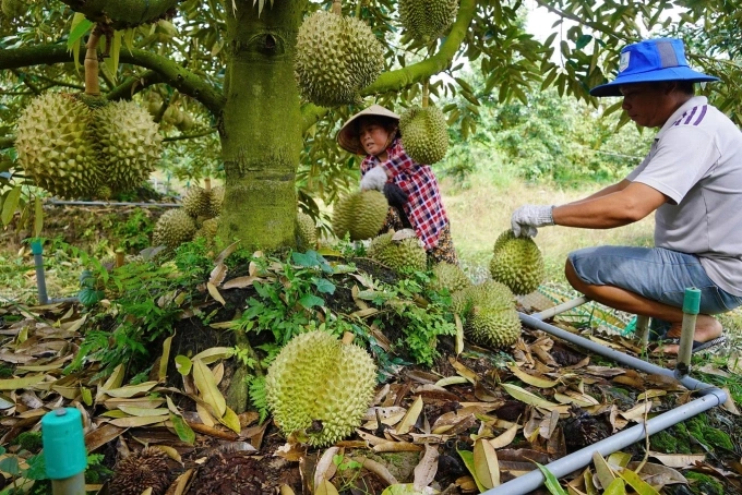 Loopholes leave durians vulnerable to banned chemical residues, hitting billion-dollar industry 4 Farmers harvest durians in Dong Thap Province. Photo by VnExpress/Hoang Nam