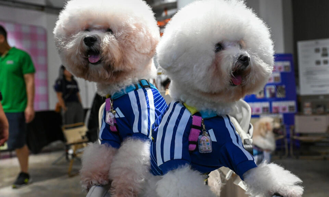 Adidas is selling World Cup jerseys for dogs in Singapore