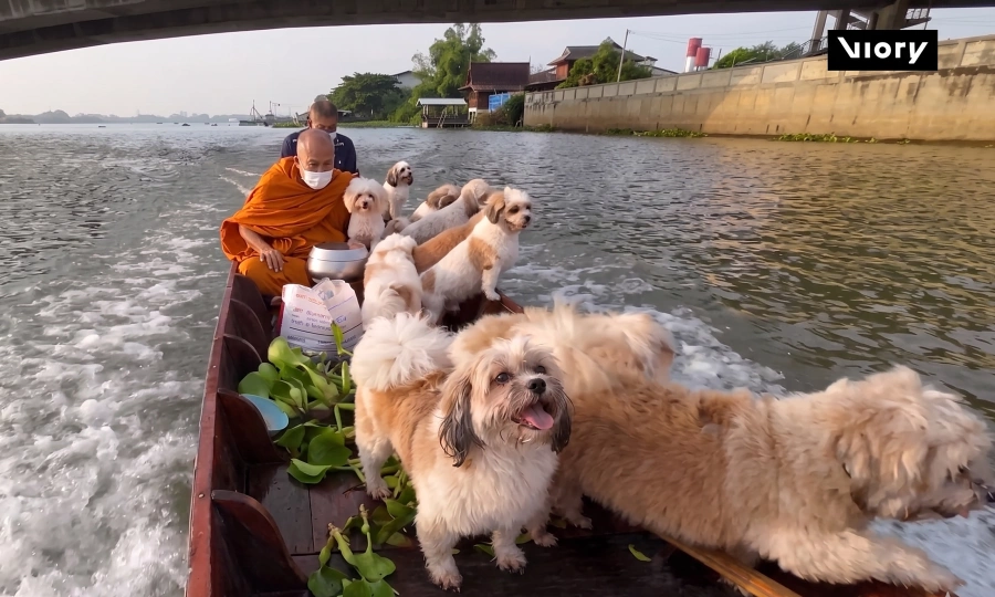 All dogs go to heaven: The daily river journey of Thailand monk and his canine alms collectors