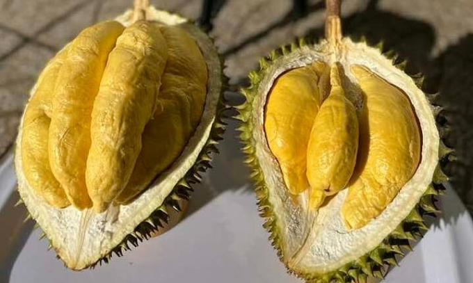 Durian is harvested in orchards in the Mekong Delta. Photo by VnExpress/Manh Khuong