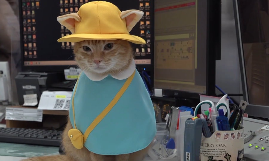 Ginger tabby gains global popularity as beloved 'stationmaster Mikan' at Taiwan subway
