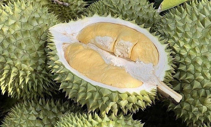 Fruit, vegetable exports reach $2.6B in 5 months 2 Durians at an orchard in the Mekong Delta region. Photo by Manh Khuong