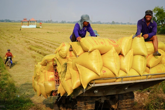 Vietnam deepens role in ASEAN supply chains beyond rice exports 1 Farmers harvest rice in the Mekong Delta region, Vietnam. Photo by VnExpress/Thuy Tien