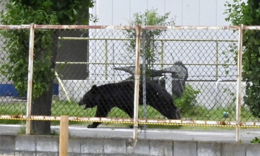 First sight of bear forces Japan city to suspend 94 schools
