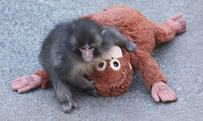 Americans fined for trespassing onto enclosure of Japan's beloved monkey Punch