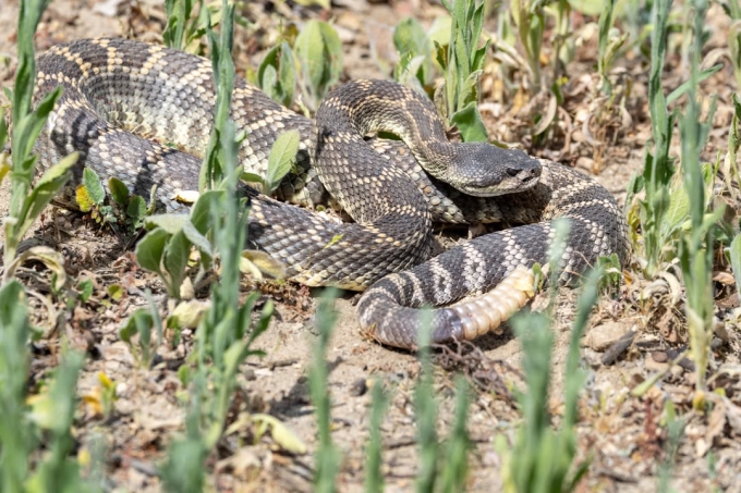 A snap of the Southern Pacific rattlesnake, commonly found in California. Photo by Instagram/@chinohillsstatepark