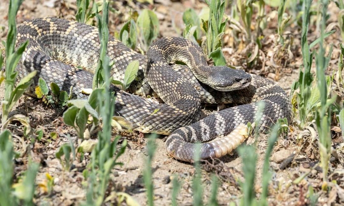 Switzerland's World Cup training camp in US surrounded by snakes