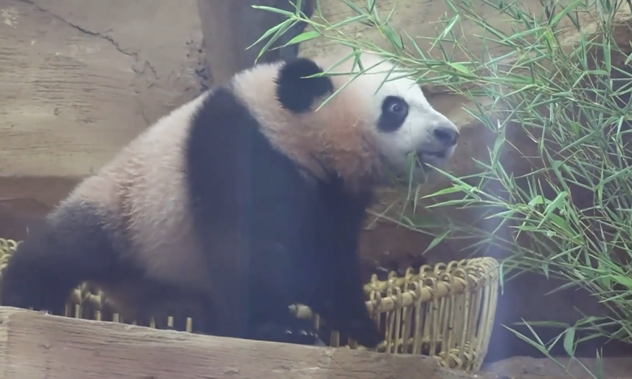 First panda cub born in Indonesia makes public debut in West Java