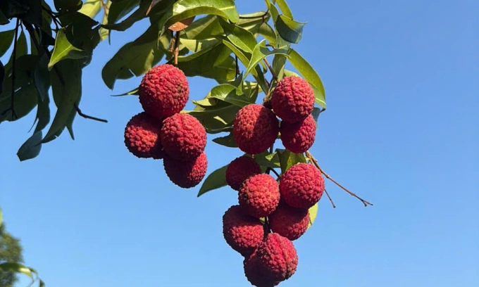 Seedless lychee prices surge to $30 per kg after extreme weather ravages harvest 1 Seedless lychee in Thanh Hoa Province, Vietnam. Photo by Duc Thuy
