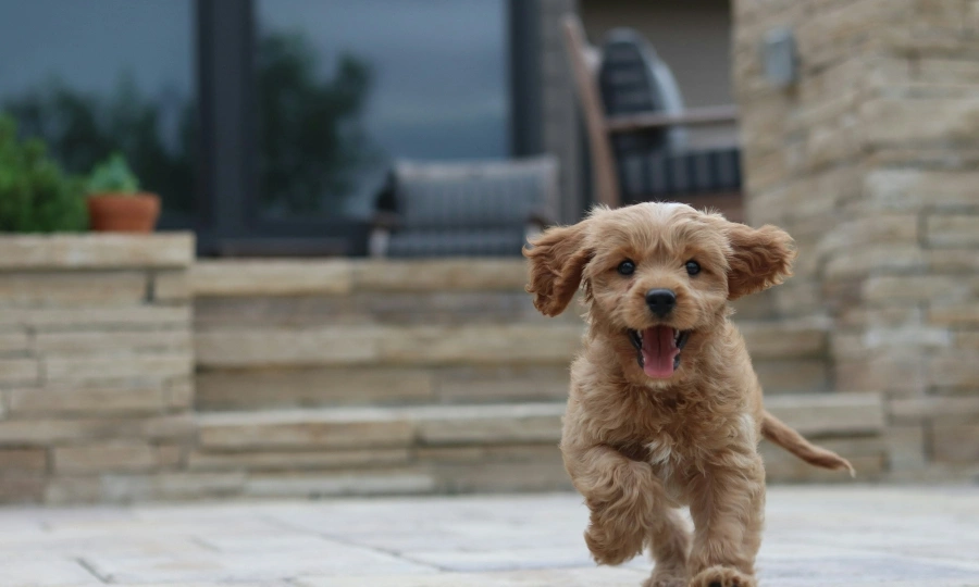 Man accused of adopting pets only to torture them, igniting outrage in China