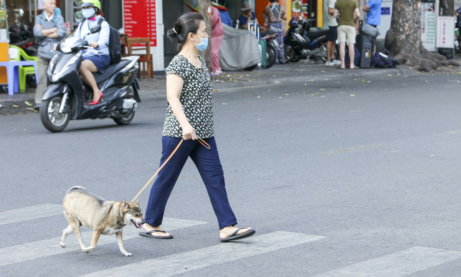 Vietnam to fine dog owners up to $77 for unmuzzled pets