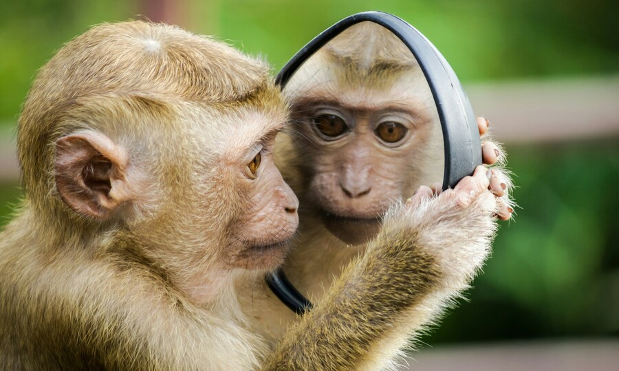 Which Southeast Asian country has a school for monkeys?