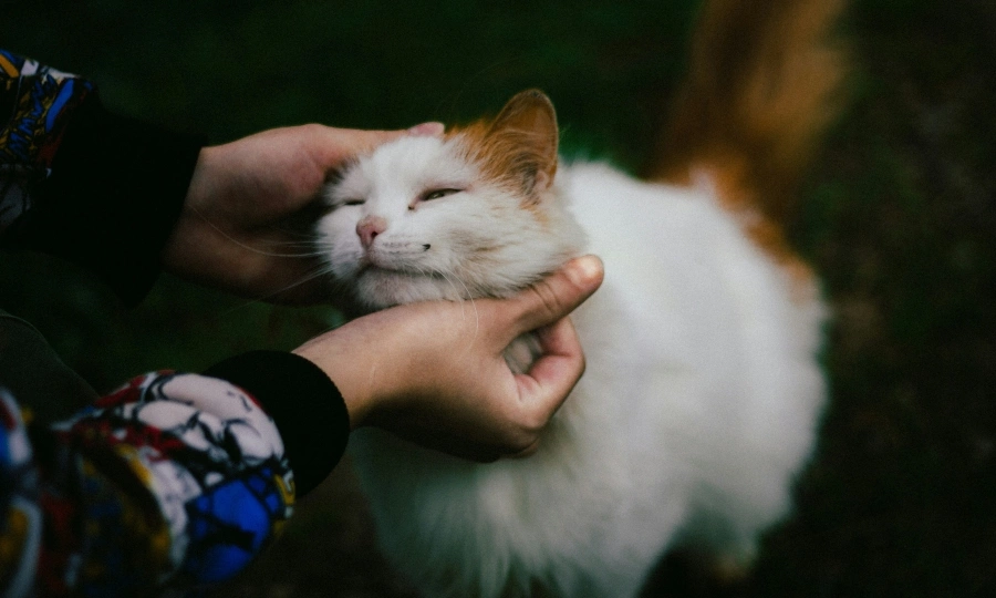 Dozens of stolen cats reunited with owners after Vietnam rescues 400 from meat-trade ring
