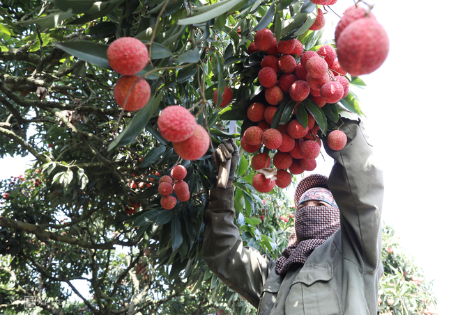 Lychee prices soar as output more than halves 1 A farmer harvests lychees in northern Vietnam. Photo by VnExpress/Ngoc Thanh
