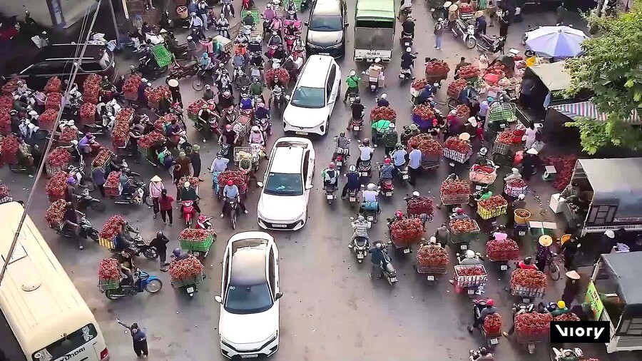 Vietnam's lychee heartland bursts into life as harvest season hits full swing