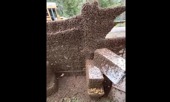 Millions of honey bees escape after beehive delivery truck overturns