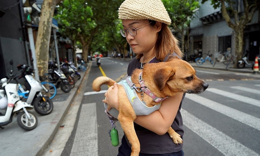Dog preschools flourish in China as owners pamper pets like their children