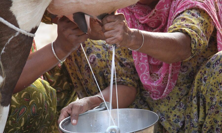 Which Asian country produces the most milk in the world?