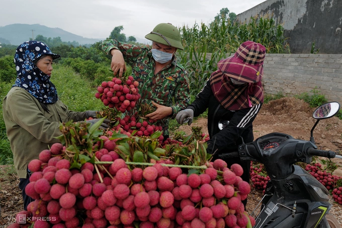 Lychees harvested in the former northern province of Bac Giang (now part of Bac Ninh Province). Photo by VnExpress/Giang Huy