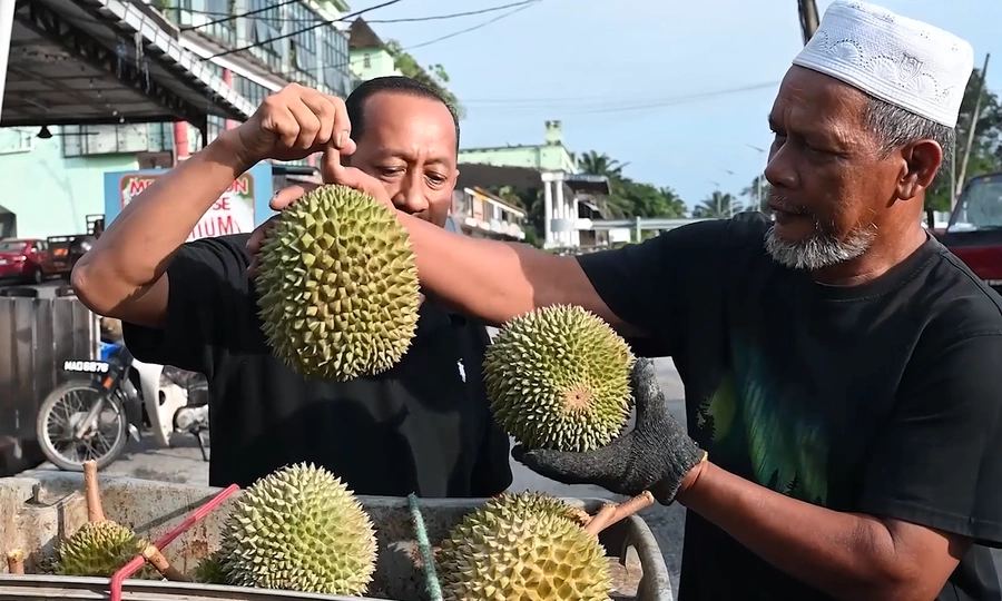 Malaysia's durian harvest surges, offering sweet delight