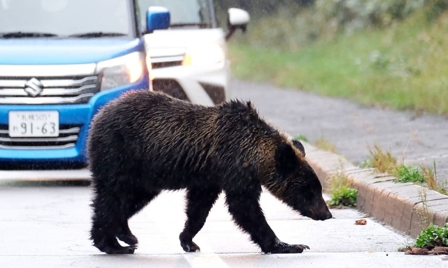 Vietnamese man arrested in Japan after accidentally setting off anti-bear spray in post office