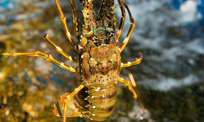 A lobster seen at a seafood restaurant in HCMC. Photo by VnExpress/Tran Truong