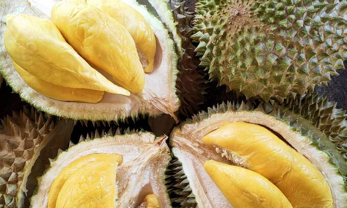 马来西亚猫山王榴莲品种。照片由马来西亚 Durian BB 提供