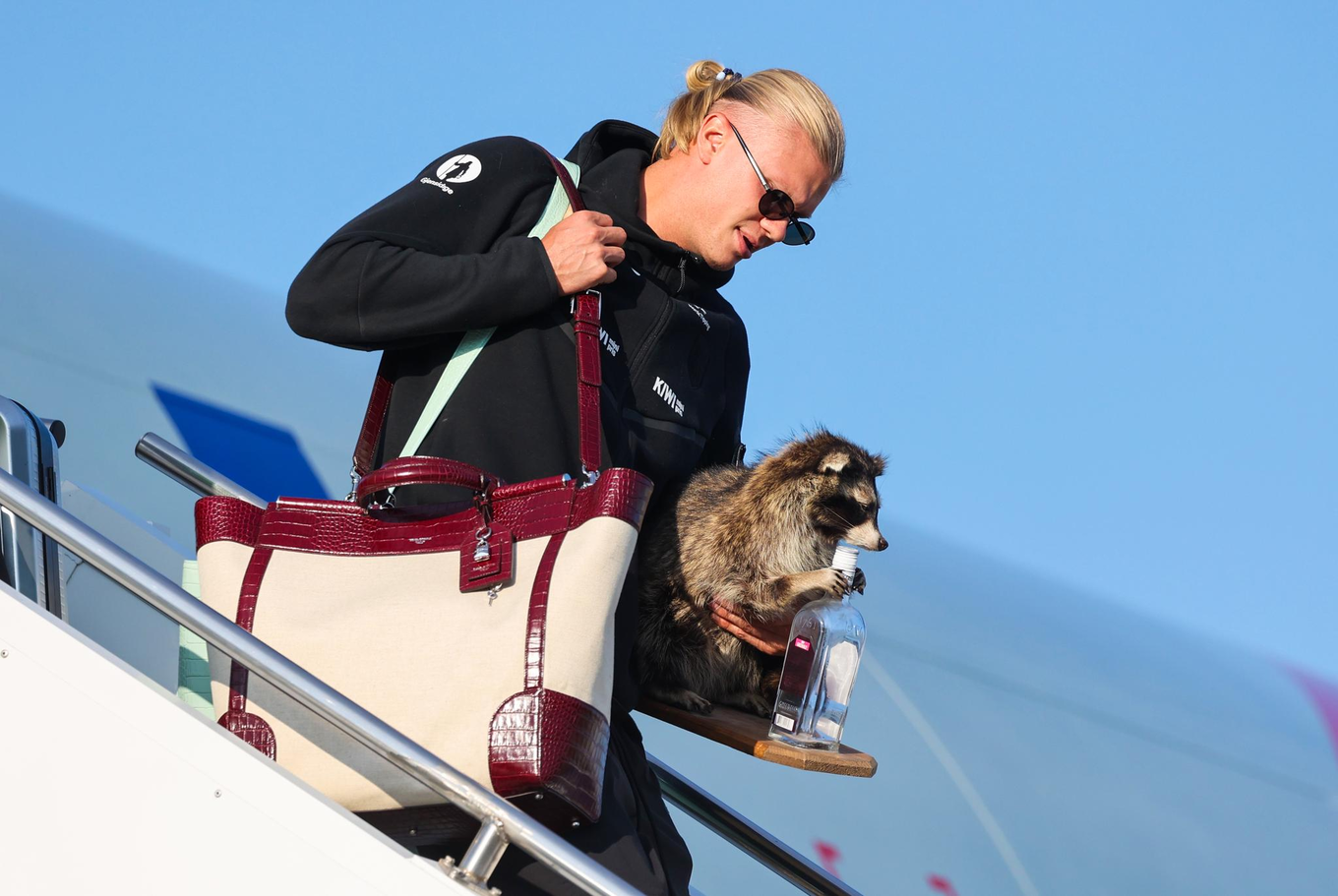 Erling Haaland returns to Norway with a $750 taxidermied raccoon souvenir purchased in US. Photo by AP