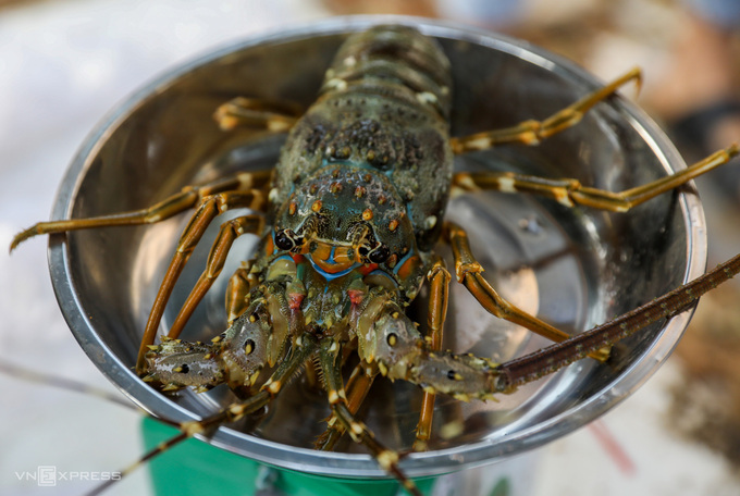 A lobster in HCMC. Photo by VnExpress/Quynh Tran
