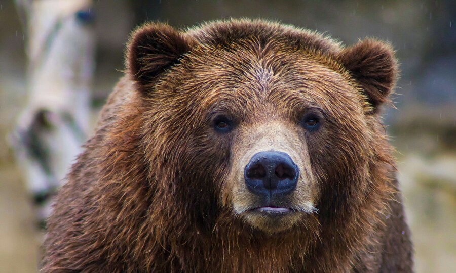 Bear makes itself at home in Japanese kitchen, raids family's fridge
