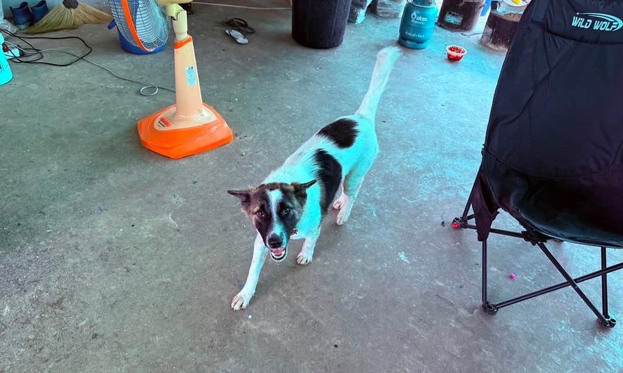 Family dog chews on live grenade all morning before anyone realizes