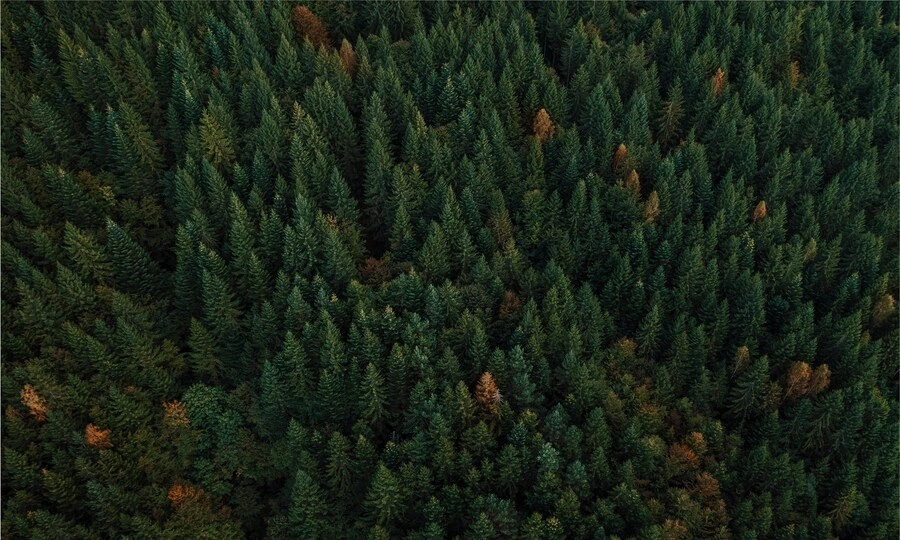 Vietnamese scientist revives Canada's 10,000-year-old ecosystem by destroying pine forest