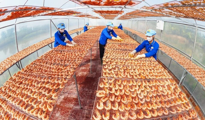 Workers at a dried shrimp processing factory in Ca Mau Province, January 2026. Photo by VnExpress/An Minh