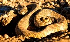 Politics One snakebite to the vein costs man $1.3M in hospital bill