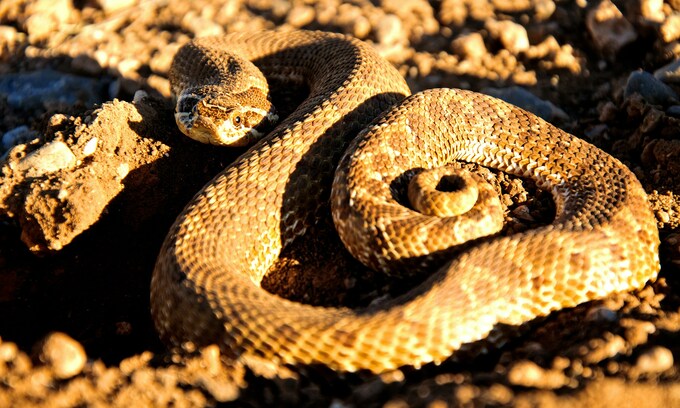 One snakebite to the vein costs man $1.3M in hospital bill - VnExpress International