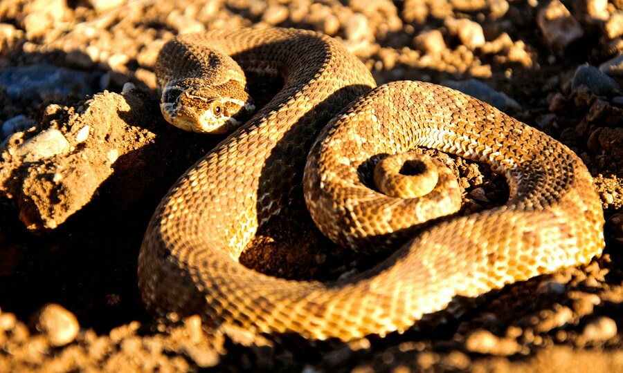 One snakebite to the vein costs man $1.3M in hospital bill