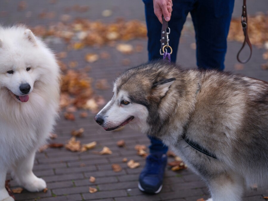 Da Lat Resident Fined for Physically Abusing Pet Dog in Public Square