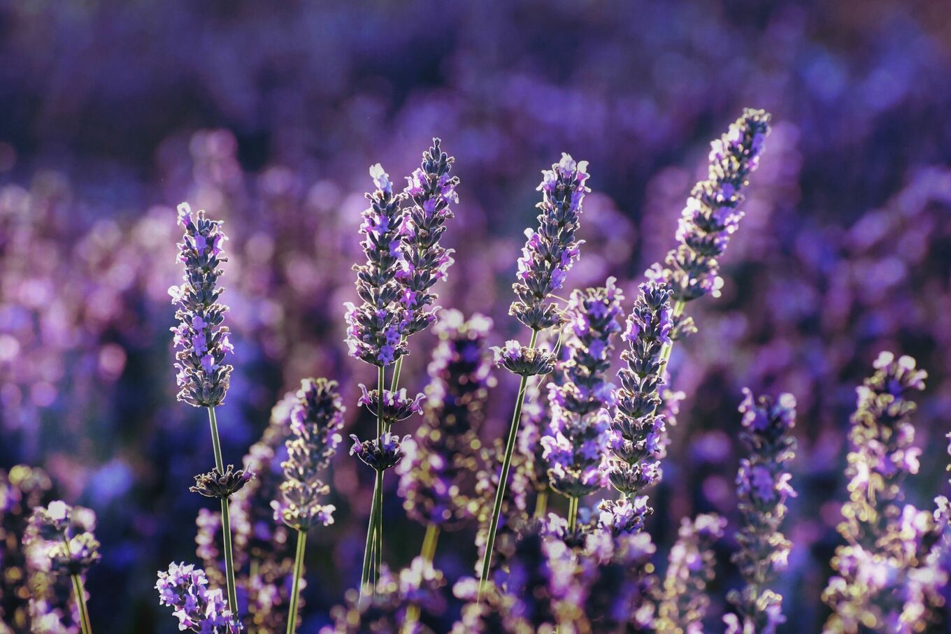 Doctor Insecta Lab Can lavender really repel bugs? - VnExpress International