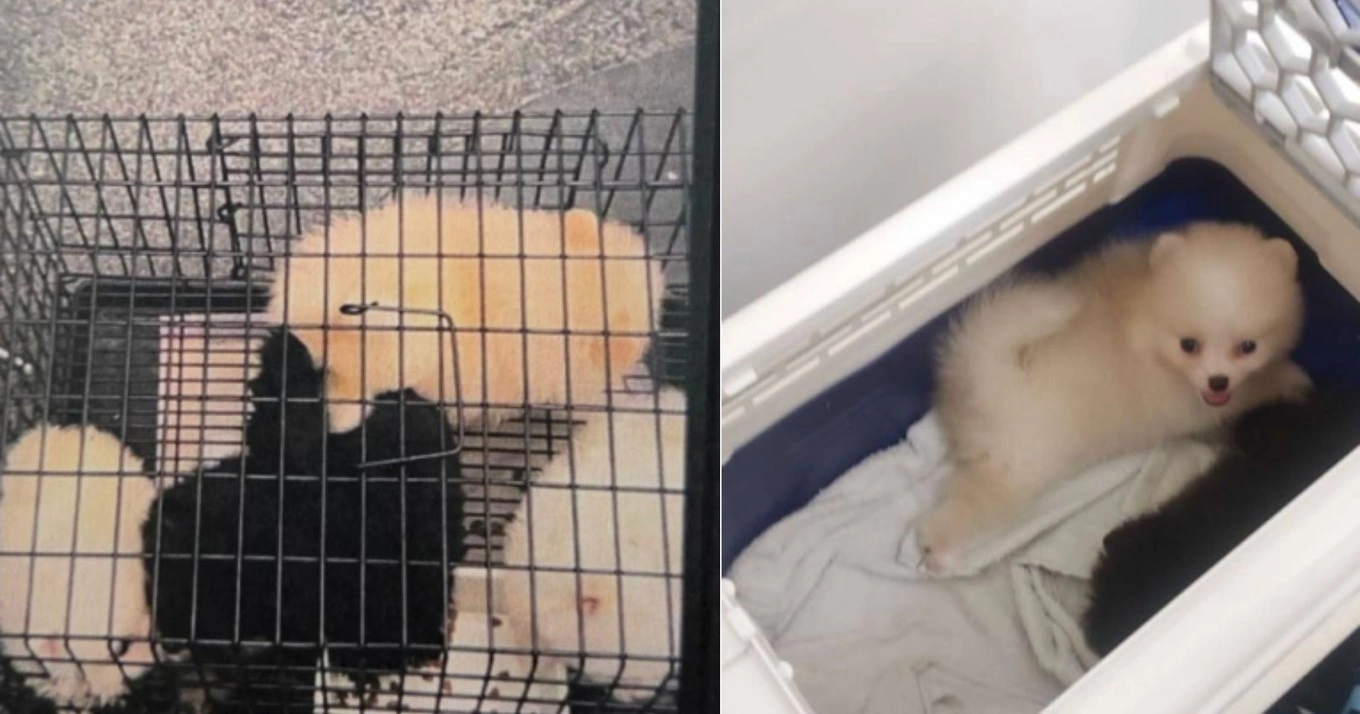 Pomeranian puppies seized after being smuggled into Singapore from Malaysia. Photo from court documents