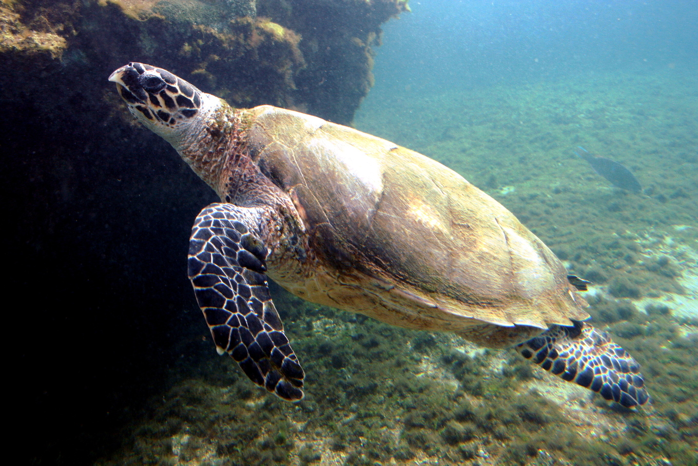 A hawksbill turtle. Photo by Thierry Caro