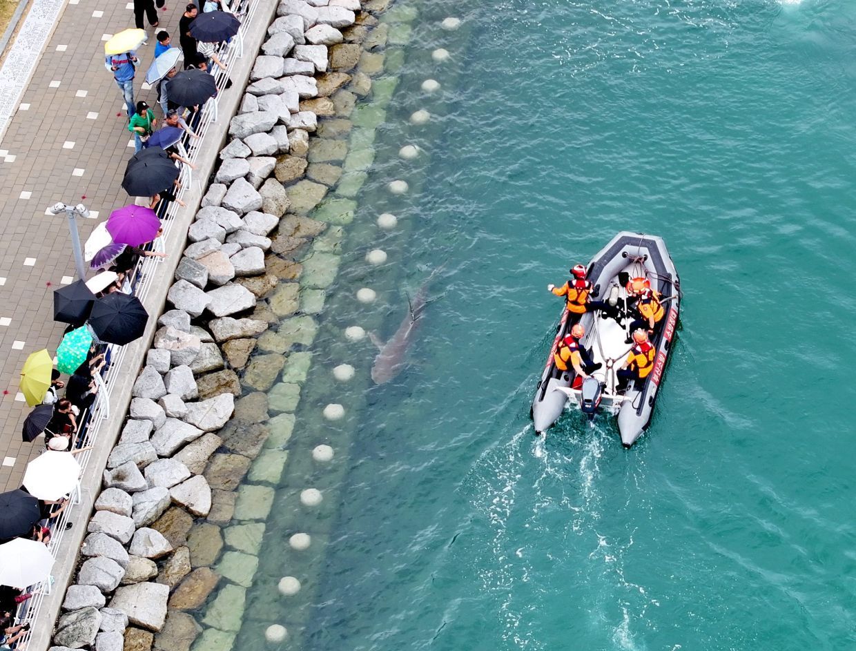 Members of the South Korean Coast Guard on a boat engage in an operation on the waterway of the North Port Waterfront Park as they attempt to herd a trapped shark toward the open sea in Busan, South Korea, Tuesday, Sept. 29, 2026. Photo by Yonhap via AP