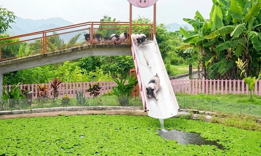 Pigs fly down waterslide to cool off in plunge pool on Cambodian farm, go viral